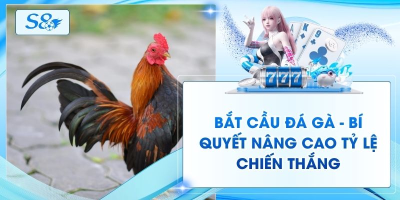 Bắt Cầu Đá Gà - Bí Quyết Nâng Cao Tỷ Lệ Chiến Thắng