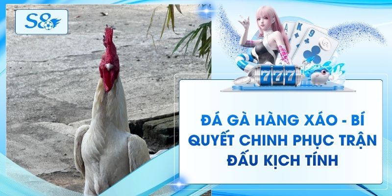 Đá Gà Hàng Xáo - Bí Quyết Chinh Phục Trận Đấu Kịch Tính